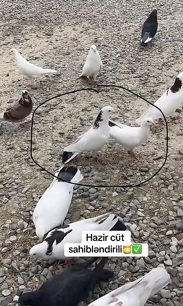 qaz ve ordek satisi: Salam hazir cüt heyvanlardi tam sağlam pörka maya göy əbrəşboyun şeyka — 2