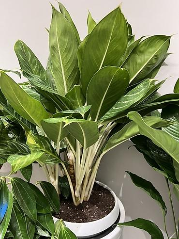 Другие комнатные растения: Женское счастье гигант сорт По городу доставка бесплатно Крупные — 5