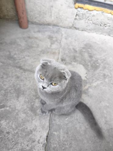 кошка вислоухая: Шотландская вислоухая кошка (Scottish Fold), окрас: сплошной голубой — 7