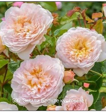 Rose saplings: Кустовые розы — сорта: - Э Шропшир Эд (№534): густомахровые — 29