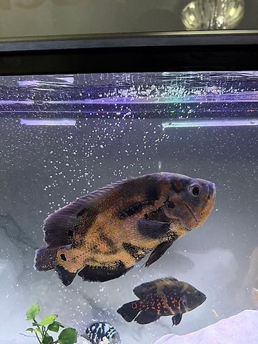 Рыбы: Срочно продам или меняю на другие рыбки большого Астронотус тигровый — 7