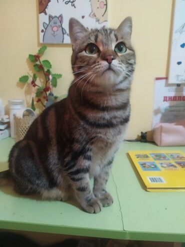 сколько стоит британская короткошёрстная кошка: Наша любимица домашняя кошка с ярким табби-окрасом (классический