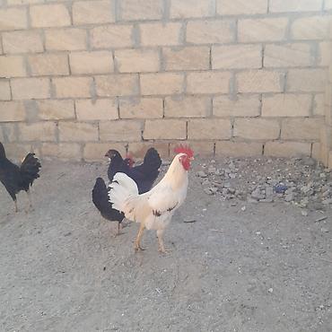 2 ayliq cuceler: Toyuq, Damazlıq — 2