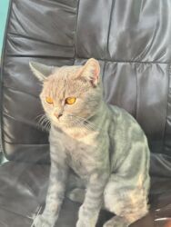 Pişiklər: Şotland, Erkək, Yaxşı əllərə, Ünvandan götürmə, Ödənişli çatdırılma, Rayonlara çatdırılma -da lalafo.az — 10 Pişiklər: Şotland, Erkək, Yaxşı əllərə, Ünvandan götürmə, Ödənişli çatdırılma, Rayonlara çatdırılma — 10