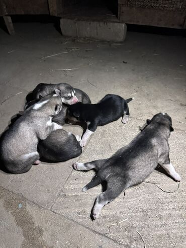 İtlər: Xaski, 1 ay, Erkek, Peyvəndli, Ödənişli çatdırılma — 2