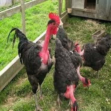 Коровы, быки: Курица, Rahibe, Для разведения