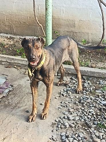 İt – qarışıq cins, orta-böyük ölçü, qara-qəhvəyi (brindle) rəngdə qısa