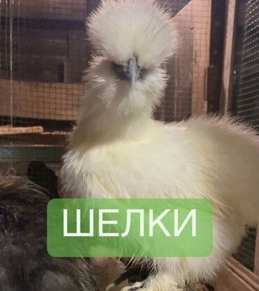 на ферме есть куры козлы и коровы: Продаю | Цыплята