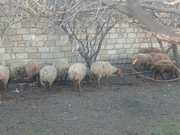 Qoyunlar, qoçlar: Məhsul: Qoyun sürüsü ana bala heyvanlardlr.icinde qocda var.hamlsl — 6