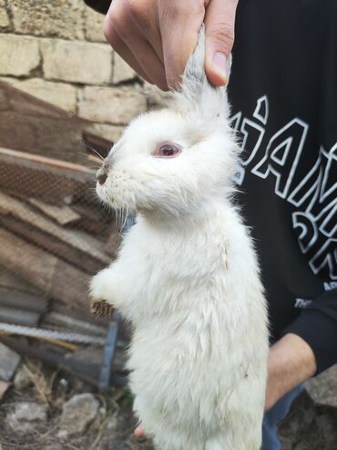 şirin dovşan şəkilləri: Dovşan Səliqəli bala dovşandır