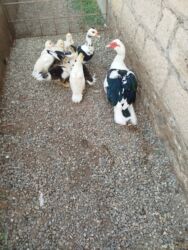 Коровы, быки: Ata ana 6 ədəd bala birinci balalarıdi cavandilar