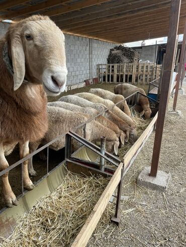 Бараны, овцы: Продаю | Овца (самка) | Арашан | Для разведения | Матка — 17