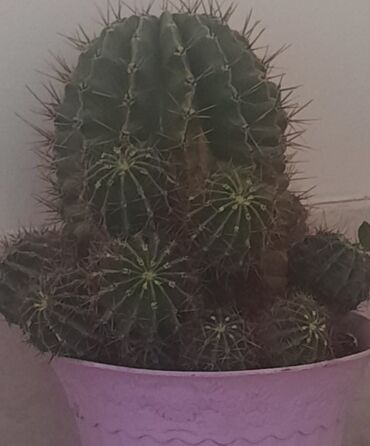 Otaq bitkiləri: Kaktus