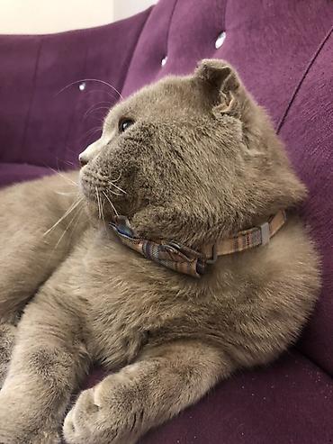 шиншилла котенок купить: Британская вислоухая — 4