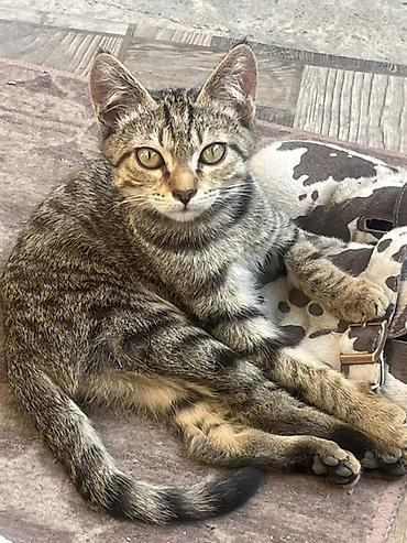 Продажа кошек: 🏡 КОТЯТА ИЩУТ ДОМ! 🐾❤️ Два замечательных малыша — чёрный котик и — 9