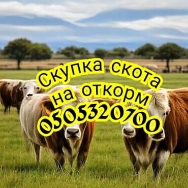 продаю ягнят: Куплю | Коровы, быки, Лошади, кони | Круглосуточно, На откорм, Откормленные