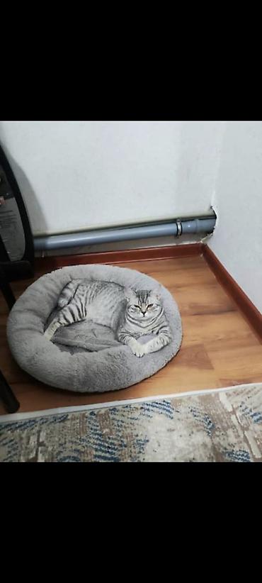 круглый: Кошка даром: Скотиш Страйт (Шотландская прямоухая), 2 года, Девочка, Приучена к лотку, Проглистована, С документами — 1
