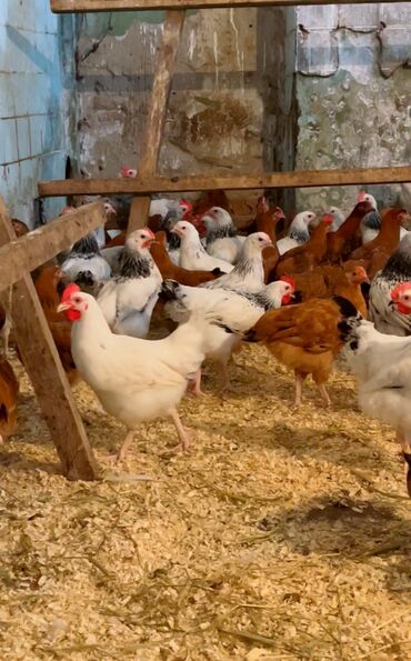 quş yuvasi: Tam sağlam temiz qan lider 55 selebrist 3 ayliq butun vaksin