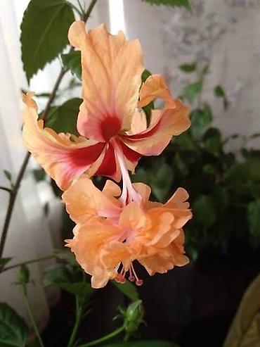 ev gülleri ve adlari: Nadir sort hibiskus (Hibiscus schizopetalus tipli, şaftalı rəng — 1