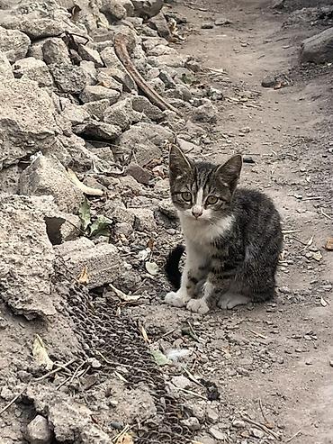 pitomnik temir: Котята ищут заботливых хозяев Описание: - Три котёнка разной масти — 3