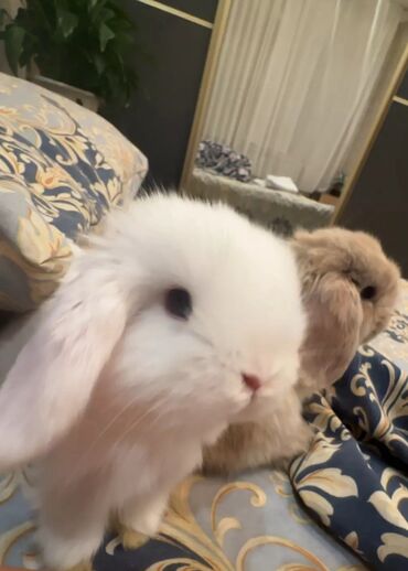 кормовая соль для животных: 🥰🐰Белые голубоглазые минилопы😍😍😍 есть два белых и один коричневый