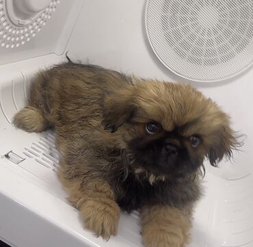 İtlər: Pekines, 2 ay, Erkek