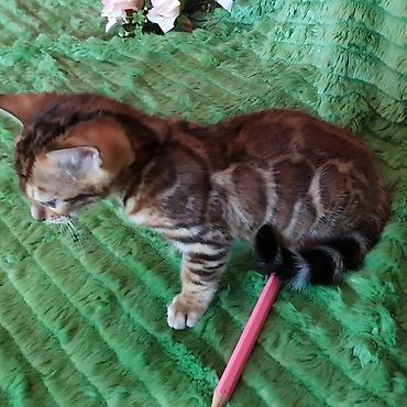 леопардовый кот: Бенгальские котята !!! домашние. мини леопардики. Друзья у нас — 6