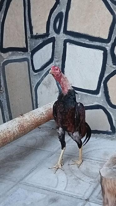 bakida cins ineklerin satisi: Becedi 9 aylıqdı cinsine qanına söz ola bilmez 120 m real alan olsa — 1