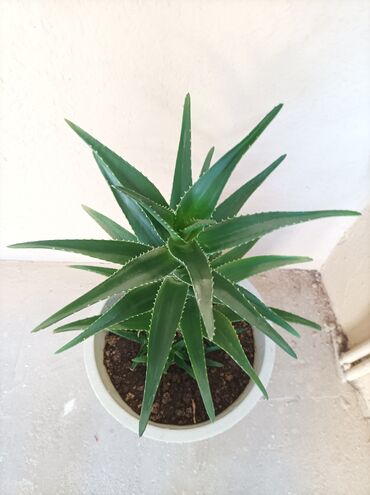 bamiyə bitkisi: Aloe vera.3 sortda var.mualicevi və kasmetoloji