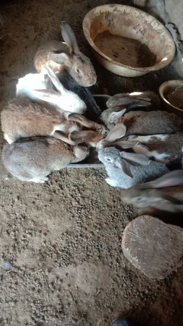 карликовые кролики: Продаются кролики, можно прийти выбрать, сумма 1200 за одного, ещё
