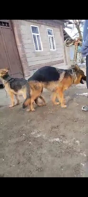 приюты для животных: Немецкая овчарка, 2 месяца, Самка