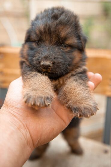 İtlər: Alman çoban iti, 2 ay, Erkek, Peyvəndli — 5