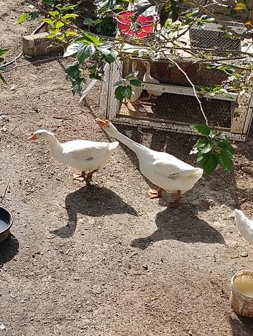 cin bildircin: Tər təmiz cins qazdı qarışığı yoxdu cüt satılır erkəyi bə dişi ilə — 2