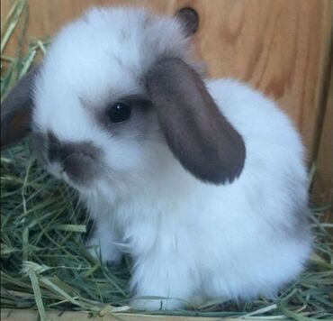 Dovşanlar: 🐇 Holland Minilop – Qalib Cins Balaca Dovşanlar Satılır! 🌟 Tam saf — 10