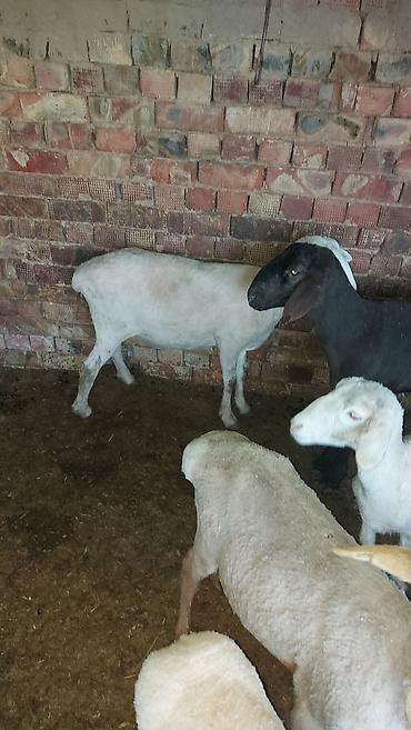 Баран, овца: Продаю | Баран (самец) | На забой | Кастрированные at lalafo.kg — 5 Баран, овца: Продаю | Баран (самец) | На забой | Кастрированные — 5
