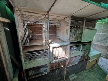 дом кошек: ПРОДАЮ КРОЛЯТНИК 2Х ЭТАЖНЫЙ 2ОЙ ЭТАЖ СНИМАЕТСЯ