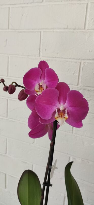 где купить комнатные растения: Орхидеи в большом ассортименте, огромный выбор расцветок, сортовые