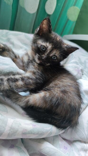 серые котята: БЕСПЛАТНО в добрые руки котята, родились 1 мая. Кушают всё, к лотку