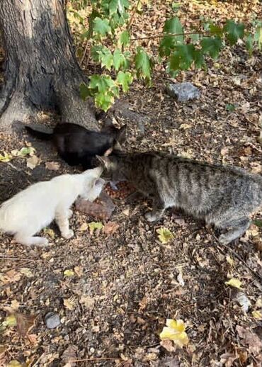 Отдам даром кошку: Кошка даром: Беспородная, Девочка — 10