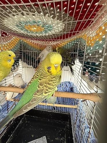 heyvanlar quslar: 1.5 illik Çex quşlar Temiz qan çrx quşlardır ve cute hazirdir — 5