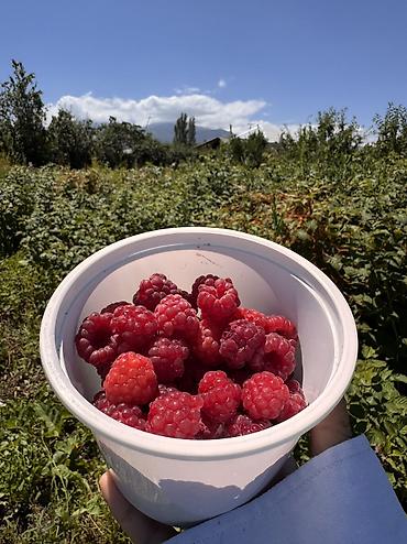 Продажа участков: 14 соток, Для сельского хозяйства, Договор купли-продажи — 4