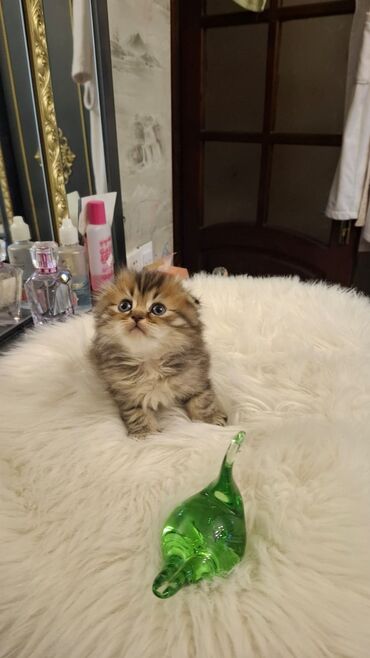 Pişiklər: Şotland uzun tüklü, Ödənişli çatdırılma — 9