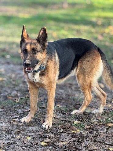 İtlər: Labrador-retriver, 1 il, Dişi, Ünvandan götürmə — 14