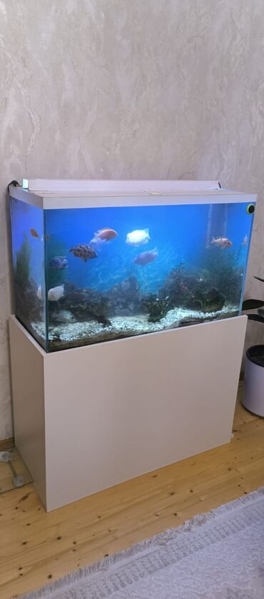 Akvarium aksessuar və ləvazimatları: Akvarium-şkaf, Boş, 270 l, Ödənişli çatdırılma