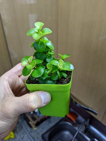 Otaq bitkiləri: Sukkulentlər. Sağlam və dözümlü bitkilərdi. Uzun müddət susuz qala — 14