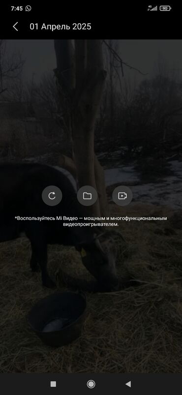 сидло для лошади: Сатам | Уй (ургаачы) | Көбөйтүү үчүн