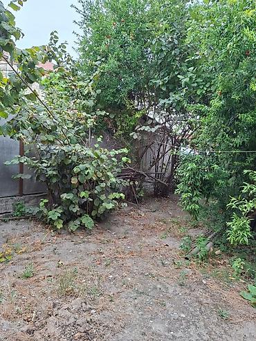özel sürücü isi: 3 otaqlı, 2 kv. m, Kredit yoxdur, Orta təmir — 3
