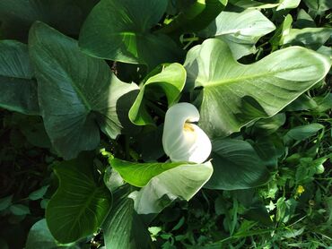 Другие комнатные растения: Калы комнатные цветы ( летом можно высаживать в сад) Беловодское могу