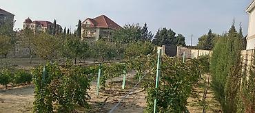 ulguc satisi: 12 sot, Kənd təsərrüfatı, Kupça (Çıxarış) — 3