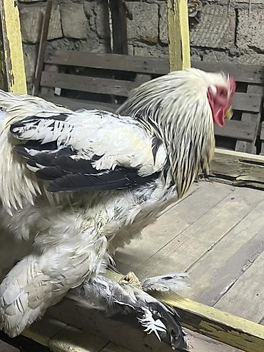 qu qusu satisi: Toyuq, Brama, Damazlıq — 6